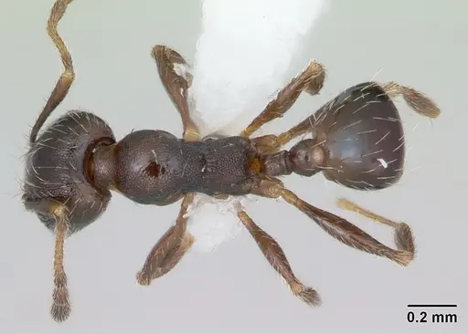 Pheidole pilifera - CASENT0172959