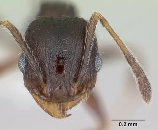 Pheidole pilifera - CASENT0172959