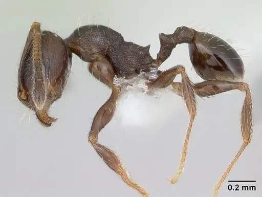 Pheidole pilifera - CASENT0172959