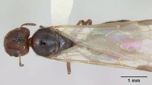 Pheidole pilifera - CASENT0172960