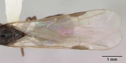 Pheidole pilifera - CASENT0172960