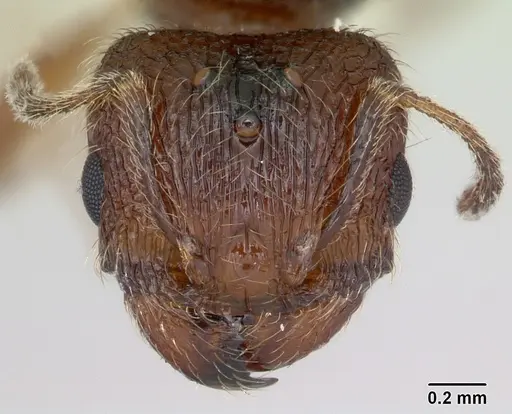 Pheidole pilifera - CASENT0172960