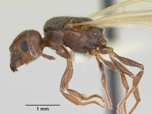 Pheidole pilifera - CASENT0172960