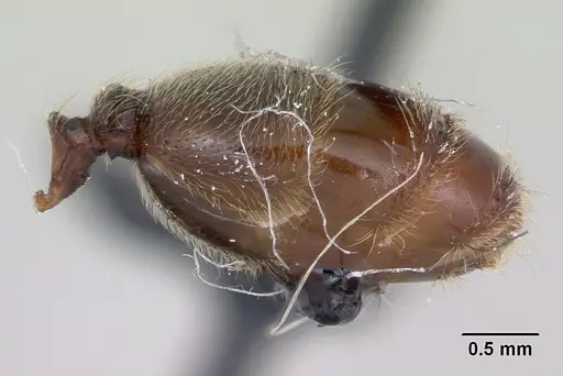 Pheidole pilifera - CASENT0172960