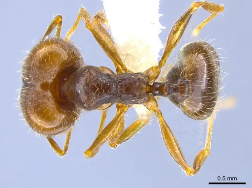 Pheidole pilifera - CASENT0644128