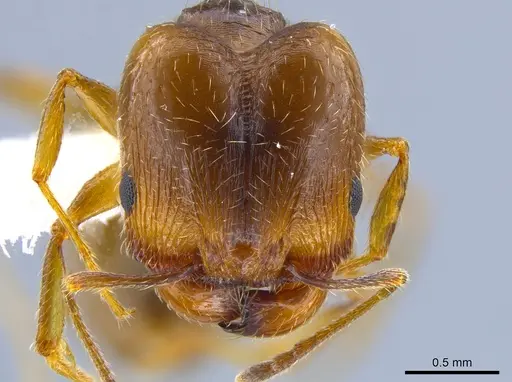Pheidole pilifera - CASENT0644128