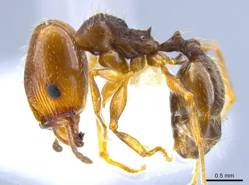 Pheidole pilifera - CASENT0644128