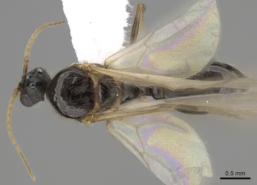 Pheidole pilifera - CASENT0862362