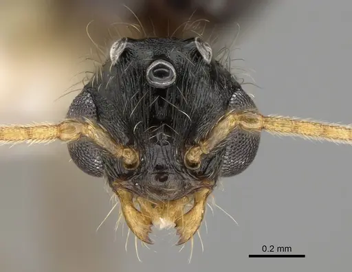 Pheidole pilifera - CASENT0862362