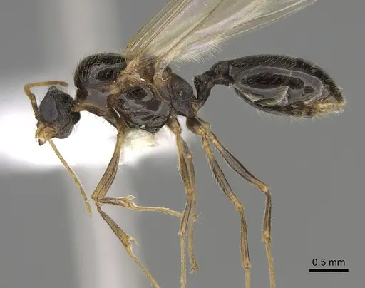 Pheidole pilifera - CASENT0862362