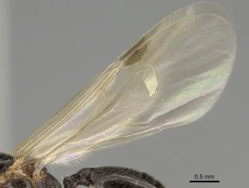 Pheidole pilifera - CASENT0862362