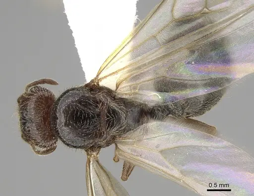 Pheidole pilifera - CASENT0862462