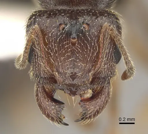Pheidole pilifera - CASENT0862462