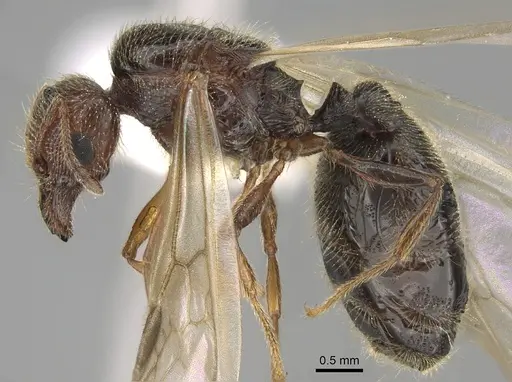 Pheidole pilifera - CASENT0862462