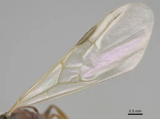 Pheidole pilifera - CASENT0862462