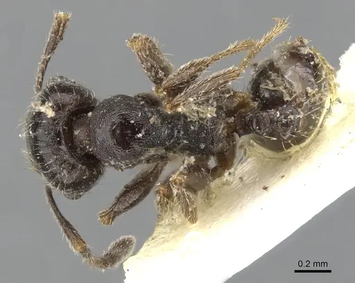 Pheidole pilifera - CASENT0901559