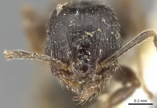 Pheidole pilifera - CASENT0901559