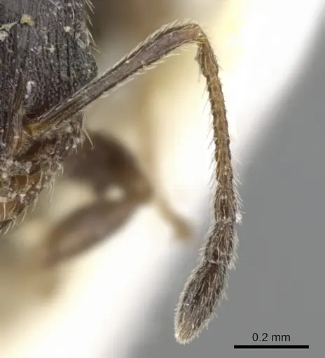 Pheidole pilifera - CASENT0901559