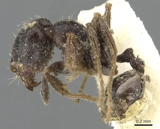 Pheidole pilifera - CASENT0901559