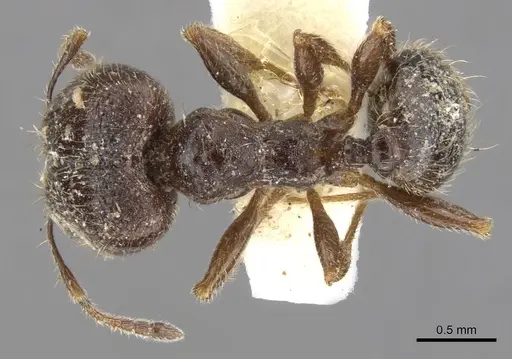 Pheidole pilifera - CASENT0901560