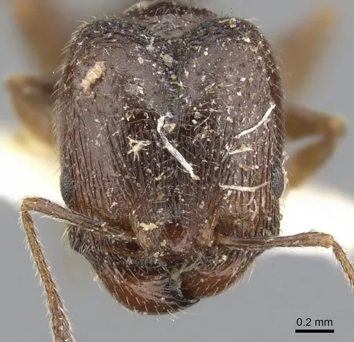 Pheidole pilifera - CASENT0901560