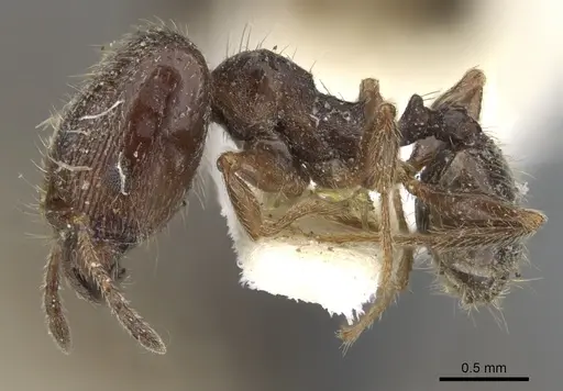 Pheidole pilifera - CASENT0901560
