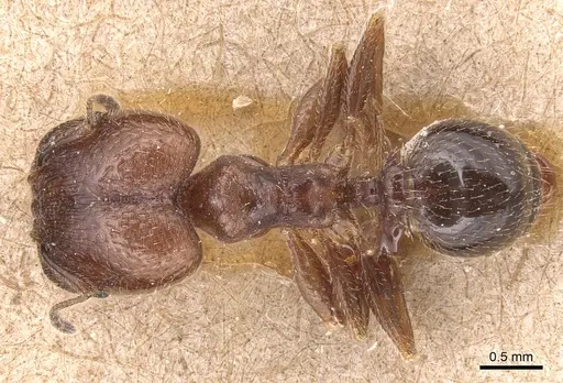 Pheidole pilifera - CASENT0904434