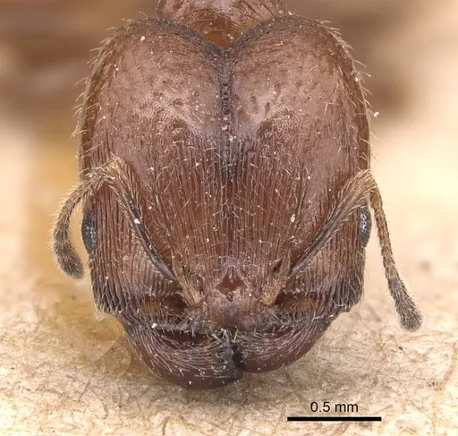 Pheidole pilifera - CASENT0904434