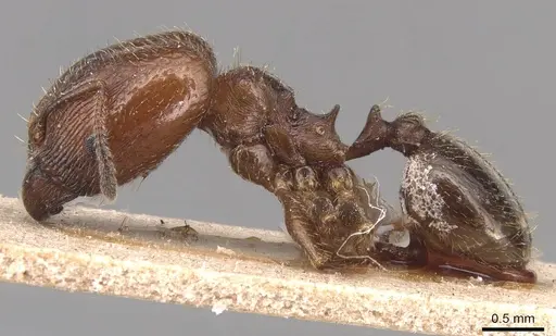 Pheidole pilifera - CASENT0904434