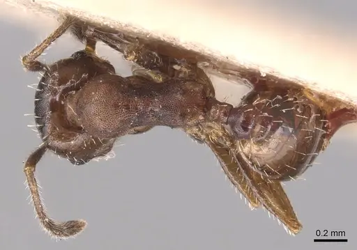 Pheidole pilifera - CASENT0904435