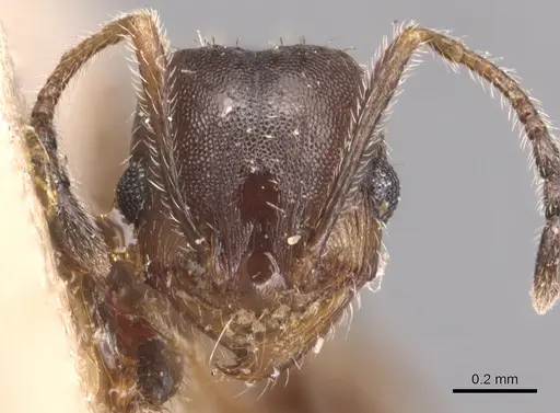 Pheidole pilifera - CASENT0904435