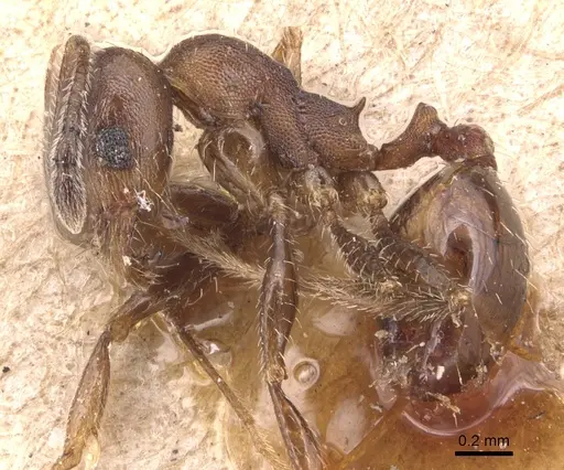 Pheidole pilifera - CASENT0904435
