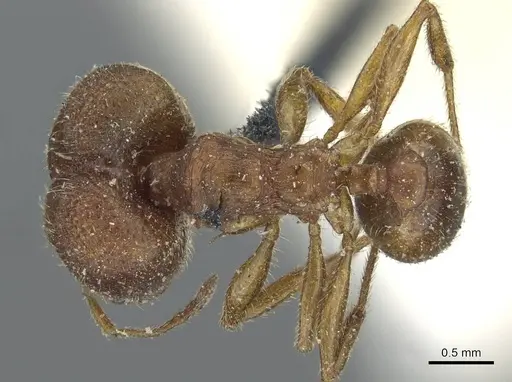 Pheidole pilifera - CASENT0911221