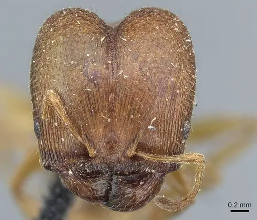 Pheidole pilifera - CASENT0911221