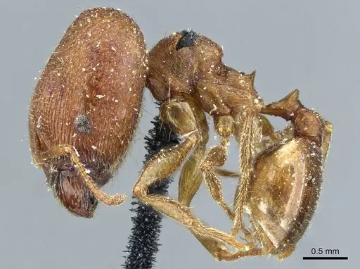 Pheidole pilifera - CASENT0911221