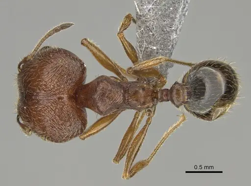 Pheidole pilifera - CASENT0923378