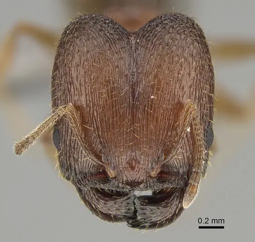 Pheidole pilifera - CASENT0923378