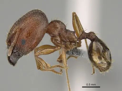 Pheidole pilifera - CASENT0923378