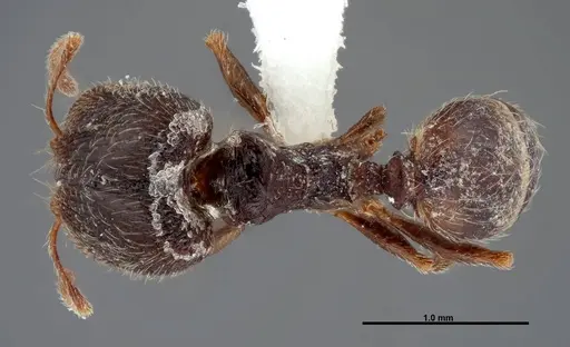 Pheidole pilifera - FMNHINS0000062813
