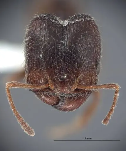 Pheidole pilifera - FMNHINS0000062813