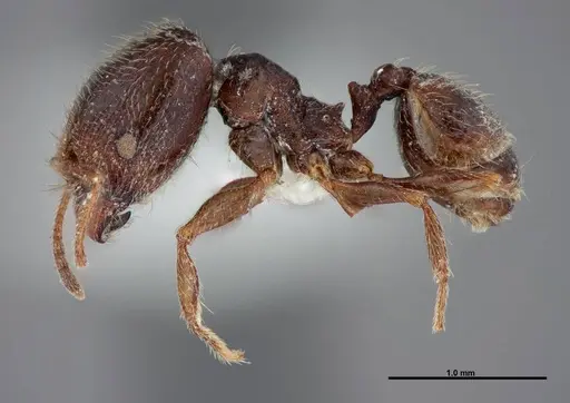 Pheidole pilifera - FMNHINS0000062813