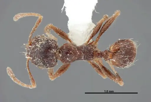 Pheidole pilifera - FMNHINS0000062814