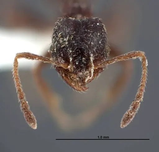 Pheidole pilifera - FMNHINS0000062814