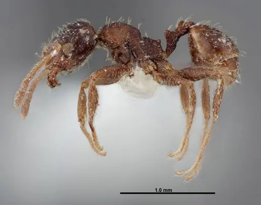 Pheidole pilifera - FMNHINS0000062814