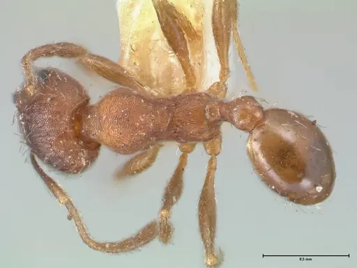 Pheidole pilifera - FOCOL1557