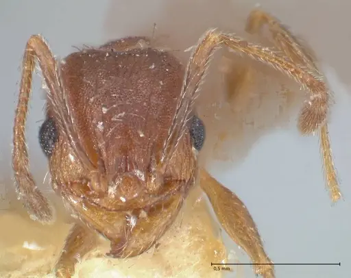 Pheidole pilifera - FOCOL1557