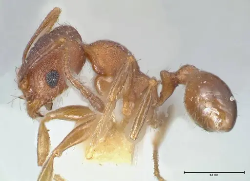 Pheidole pilifera - FOCOL1557