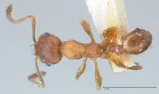 Pheidole pilifera - FOCOL1558