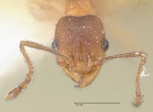 Pheidole pilifera - FOCOL1558