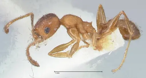 Pheidole pilifera - FOCOL1558